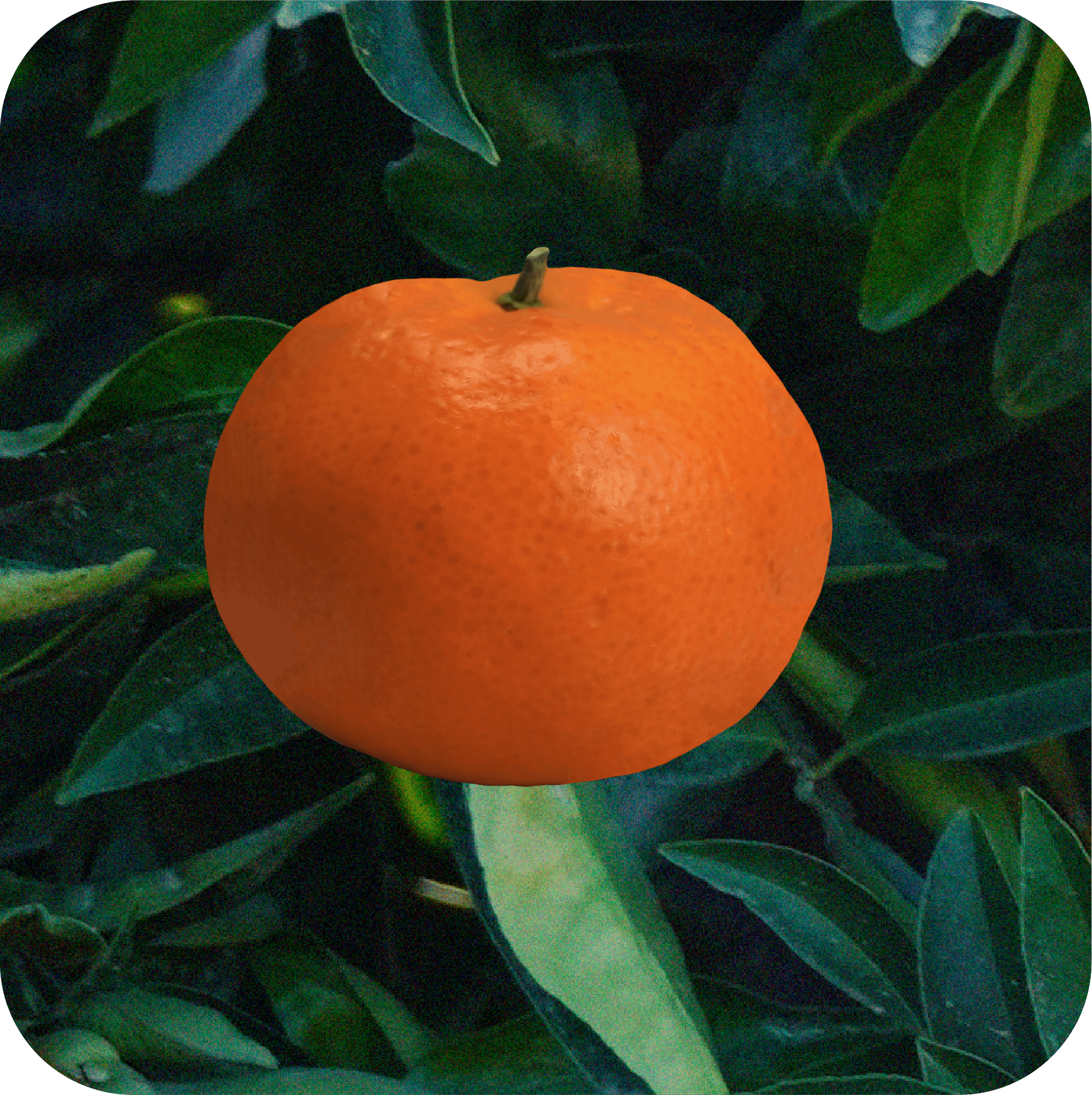 Mandarina 002@2x