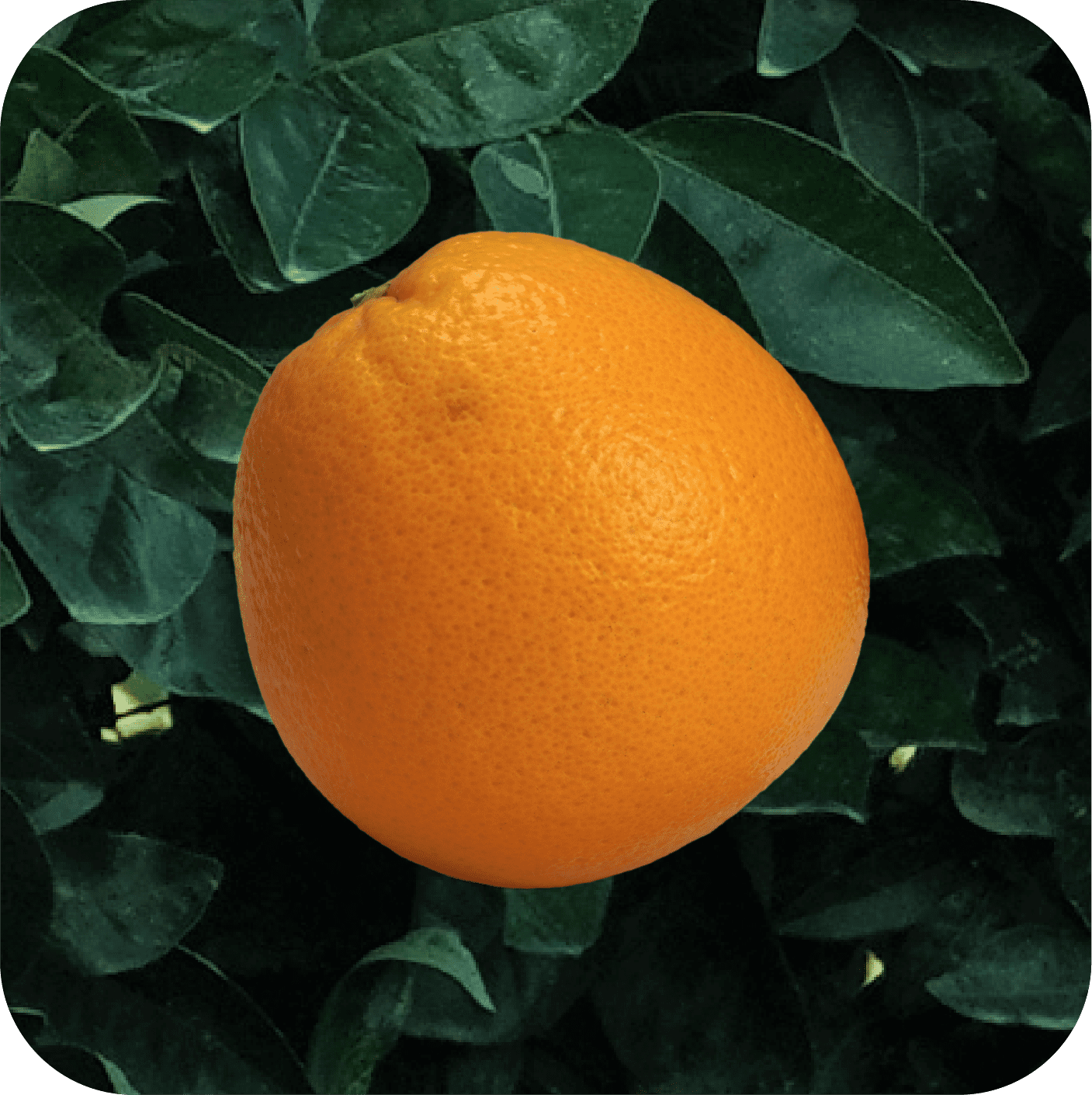 Naranja 0001_1@2x