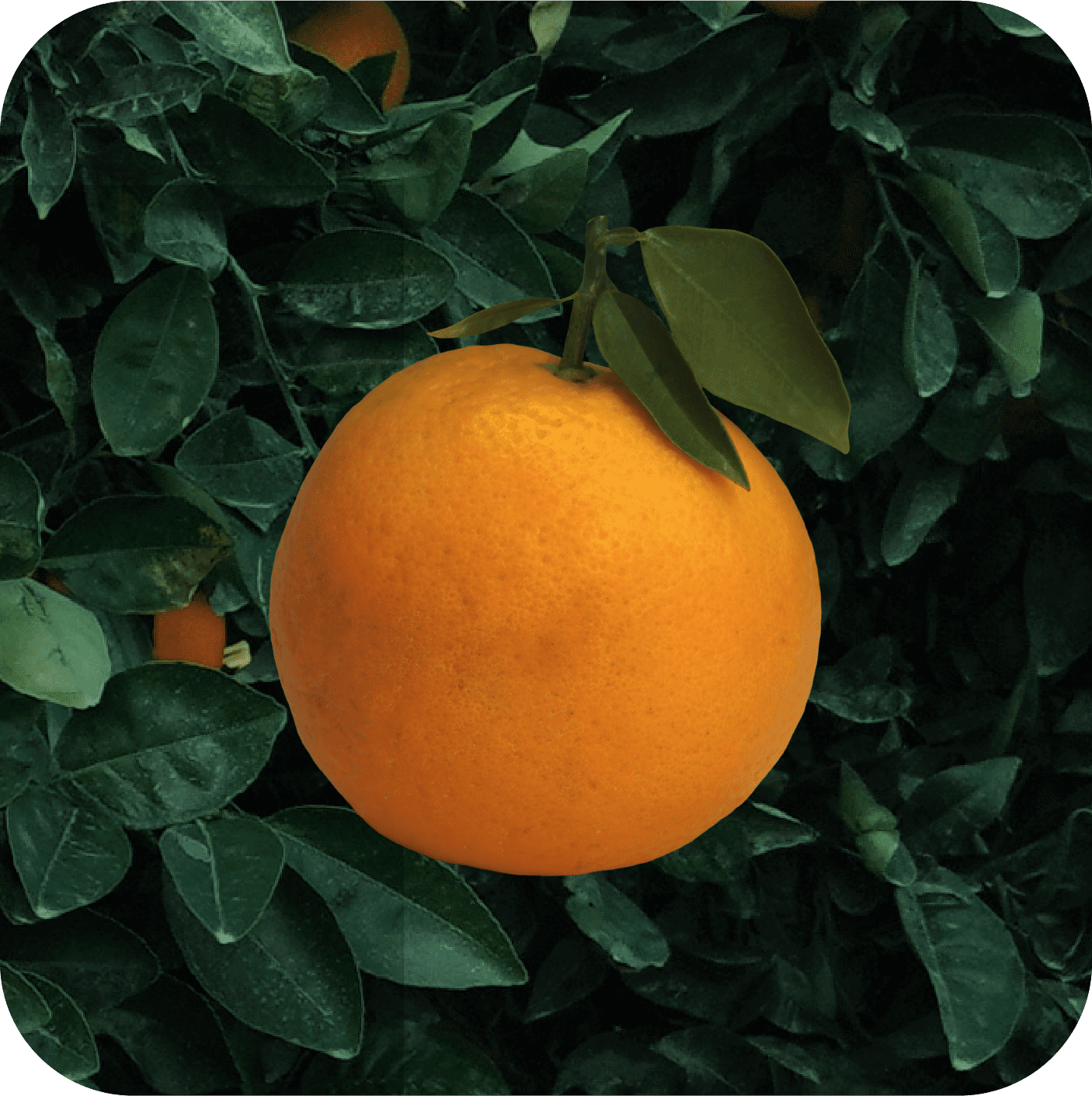 Naranja 0002_1@2x